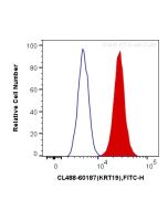 CoraLite® Plus 488-conjugated Cytokeratin 19 Monoclonal antibody CL488-60187 proteintech