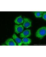 CoraLite® Plus 488-conjugated Peroxiredoxin 2 Monoclonal antibody CL488-60202 proteintech