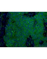 CoraLite® Plus 488-conjugated CD9 Monoclonal antibody CL488-60232 proteintech