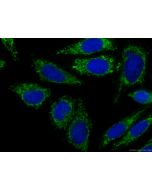 CoraLite® Plus 488-conjugated FAM3C Monoclonal antibody CL488-60282 proteintech