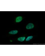 CoraLite® Plus 488-conjugated RBM4 Monoclonal antibody CL488-60292 proteintech