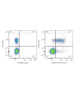 CoraLite® Plus 488 Anti-Human CD1c (L161) CL488-65176 proteintech