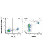 CoraLite® Plus 488 Anti-Human CD31 (WM-59) Mouse IgG2a Recombinant Antibody CL488-65614 proteintech