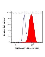 CoraLite® Plus 488-conjugated UBE2C Monoclonal antibody CL488-66087 proteintech