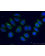 CoraLite® Plus 488-conjugated Alpha-2-Macroglobulin Monoclonal antibody CL488-66126 proteintech