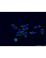 CoraLite® Plus 488-conjugated RPL3 Monoclonal antibody CL488-66130 proteintech