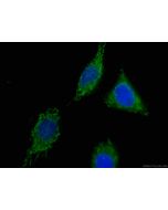 CoraLite® Plus 488-conjugated CNPY2/MSAP Monoclonal antibody CL488-66173 proteintech