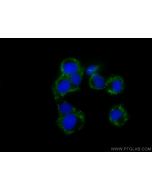 CoraLite® Plus 488-conjugated BDNF Monoclonal antibody CL488-66292 proteintech
