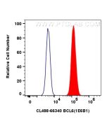 CoraLite®488-conjugated BCL6 Monoclonal antibody CL488-66340 proteintech