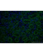 CoraLite® Plus 488-conjugated Caspase 3/P17/P19 Monoclonal antibody CL488-66470 proteintech