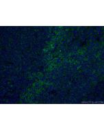 CoraLite® Plus 488-conjugated FCGR2A / CD32a Monoclonal antibody CL488-66529 proteintech