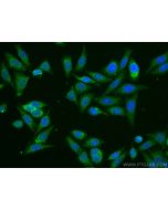 CoraLite® Plus 488-conjugated ATF6 Monoclonal antibody CL488-66563 proteintech
