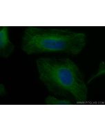 CoraLite® Plus 488-conjugated AMPK Beta 2 Monoclonal antibody CL488-66579 proteintech