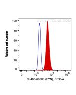 CoraLite® Plus 488-conjugated FYN Monoclonal antibody CL488-66606 proteintech