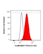CoraLite® Plus 488-conjugated STK3/MST2 Monoclonal antibody CL488-66637 proteintech
