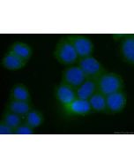 CoraLite® Plus 488-conjugated RHOA Monoclonal antibody CL488-66733 proteintech
