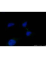 CoraLite® Plus 488-conjugated PRC1 Monoclonal antibody CL488-67027 proteintech