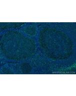 CoraLite® Plus 488-conjugated IL-4RA/CD124 Monoclonal antibody CL488-67051 proteintech