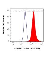 CoraLite® Plus 488-conjugated RAP1B Monoclonal antibody CL488-67174 proteintech
