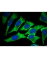 CoraLite® Plus 488-conjugated EIF4G1 Monoclonal antibody CL488-67199 proteintech