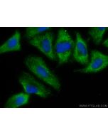 CoraLite® Plus 488-conjugated PEPD Monoclonal antibody CL488-67202 proteintech
