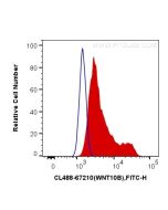 CoraLite® Plus 488-conjugated WNT10B Monoclonal antibody CL488-67210 proteintech