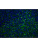 CoraLite® Plus 488-conjugated LAIR1 Monoclonal antibody CL488-67220 proteintech
