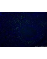 CoraLite® Plus 488-conjugated Granzyme K Monoclonal antibody CL488-67272 proteintech