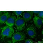 CoraLite® Plus 488-conjugated NOXA2/p67phox Monoclonal antibody CL488-67594 proteintech