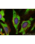 CoraLite® Plus 488-conjugated SNF8 Monoclonal antibody CL488-67696 proteintech