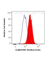 CoraLite® Plus 488-conjugated RUVBL2 Monoclonal antibody CL488-67851 proteintech