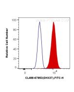 CoraLite® Plus 488-conjugated DHX37 Monoclonal antibody CL488-67853 proteintech