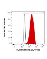 CoraLite® Plus 488-conjugated RPA2 Monoclonal antibody CL488-67999 proteintech