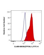 CoraLite® Plus 488-conjugated ZFP36L1 Monoclonal antibody CL488-68038 proteintech