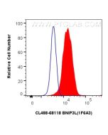 CoraLite® Plus 488-conjugated BNIP3L Monoclonal antibody CL488-68118 proteintech
