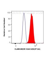 CoraLite® Plus 488-conjugated KIAA1429 Monoclonal antibody CL488-68235 proteintech