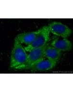 CoraLite® Plus 488-conjugated BDH2 Monoclonal antibody CL488-68279 proteintech