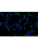 CoraLite® Plus 488-conjugated PBLD Monoclonal antibody CL488-68317 proteintech