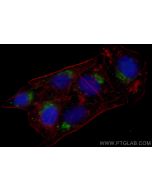 CoraLite® Plus 488-conjugated SYAP1 Monoclonal antibody CL488-68410 proteintech