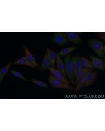 CoraLite® Plus 488-conjugated ATP6V1H Monoclonal antibody CL488-68425 proteintech