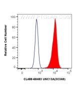 CoraLite® Plus 488-conjugated UNC13A Monoclonal antibody CL488-68483 proteintech