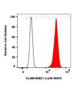 CoraLite® Plus 488-conjugated p38 MAPK Recombinant monoclonal antibody CL488-80821-3 proteintech