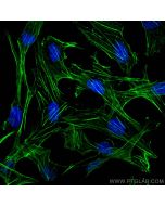 CoraLite® Plus 488-conjugated Beta Actin Recombinant monoclonal antibody CL488-81115 proteintech