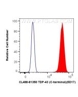 CoraLite® Plus 488-conjugated TDP-43 (C-terminal) Recombinant monoclonal antibody CL488-81350 proteintech