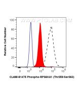 CoraLite® Plus 488-conjugated Phospho-RPS6KA1 (Thr359/Ser363) Recombinant monoclonal antibody CL488-81475 proteintech