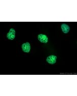 CoraLite® Plus 488-conjugated Acetyl-Histone H3 (Lys23) Recombinant monoclonal antibody CL488-82838-2 proteintech