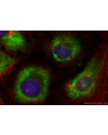 CoraLite® Plus 488-conjugated APOL6 Recombinant monoclonal antibody CL488-82877-2 proteintech