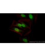 CoraLite® Plus 488-conjugated KHSRP Recombinant monoclonal antibody CL488-82931-5 proteintech