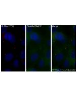 CoraLite® Plus 488-conjugated IFT140 Recombinant monoclonal antibody CL488-82947-7 proteintech