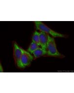 CoraLite® Plus 488-conjugated SAR1A Recombinant monoclonal antibody CL488-83168-7 proteintech